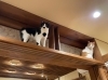 【猫と相性が良い間取りってあるの？】「【猫と相性が良い間取りってあるの？】」