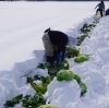 「岩手県北上市相去町　「うるおい春夏秋冬　@uruoihitotose 　」さんの「雪の下きゃべつ」です！！」