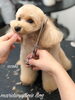 「秋のオプションキャンペーン　^ - ^」