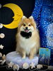 ふうたくん「お月さまとわんこ🌛」