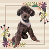 「Dog salon mofu mofu　余市町」