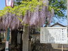 「【西条市 喜多川】観音堂（禎祥寺）の藤の花を観に行きました！」