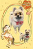 「Dog salon mofu mofu　余市町」