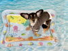 はなちゃん「波とわんこ🌊」