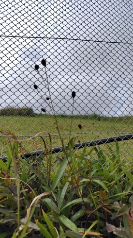 ワレモコウ(バラ科)私の好きな花、ゴルフ場の南「定例観察会六甲山心経岩辺り本番」