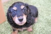 「ミニチュアダックス子犬情報」