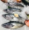 「魚魚市場鮮魚コーナーおすすめは「大鯛・カマス」です♪」