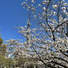 隅田公園ー川沿い散歩とスカイツリービュー