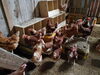 平飼いで自由に遊んでます♪「飯豊町でニワトリを平飼いされている田中さんの鶏舎を取材してきました♪」