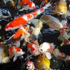 【成田養魚園】子どもも楽しい♪　鯉や金魚がたくさんいます