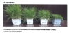 品種改良された丈夫な植物「芝刈りの手間を減らせる日本芝「ナルオターフ」で春の庭づくり🌱」
