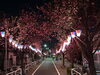 「【約340個☆ぼんぼり点灯！】さとざくらライトアップ♪東立石桜まつり2023［かわばたコミュニティー通り・令和5年4月9日（日）〜22日（土）18時〜21時］」