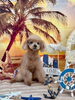 くるみちゃん「サンセットビーチ🏖️」