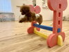 ジンジャーくんもすぐに跳べるようになったよ〜😃「ましゅまろ幼稚園🐾」