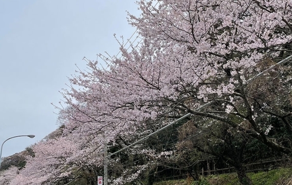 伊勢市・鳥羽市・志摩市周辺のお花見・桜スポット