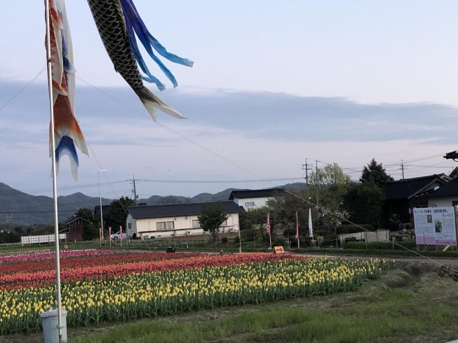 夕方のチューリップ畑です。「出雲市の選挙も…」