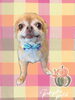 「Dog salon mofu mofu　余市町」