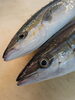 「草津店入荷情報！  鯵のような鰤【ツムブリ】🐟️」