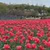 四季折々の花が楽しめる　大宮花の丘農林公苑