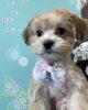 「可愛い子ちゃん♡ Dog salon mofu mofu 余市町」