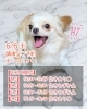 「【完全予約制】SAYAMAKOわんにゃん譲渡会2026.6.6㈯ 参加犬紹介⑧チワワ MIX　 埼玉/所沢・入間・狭山・川越・飯能 　東京/東大和・武蔵村山・東村山・東久留米・小平・立川」