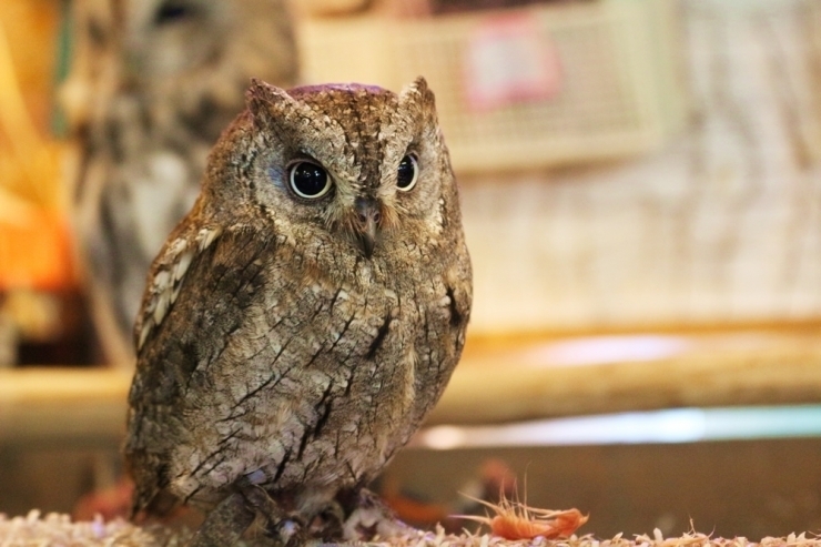 カフェ リトルズー でかわいさに浸れる癒しのランチ 京成大久保駅 習志野 津田沼のおすすめランチ特集 まいぷれ 習志野市