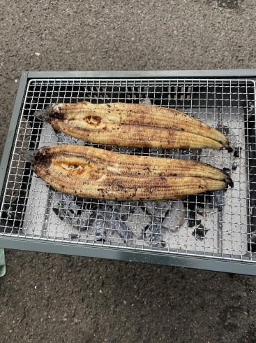 ますは、白焼きから「霧島うなぎ！」