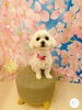 マルチーズ   モカちゃん🎀「✂️🐶トリミングサロン🫧‪🛁ＧＷ前にご来店されたわんちゃん🐶🦴」