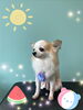 「可愛い子ちゃん♡ Dog salon mofu mofu 余市町」