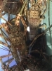 「魚魚市場鮮魚コーナーおすすめは「ヒオウギ貝」です♪」