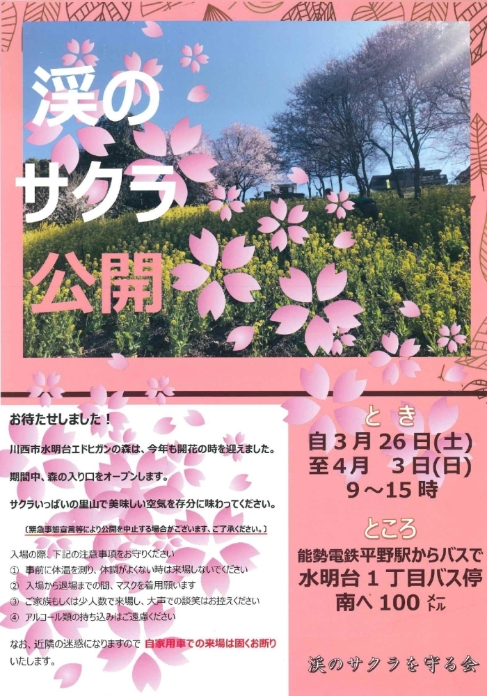 エドヒガンの森 渓のサクラ公開 桜の開花が遅いため 今年は3 28 月 4 5 火 かわいいなさんの空中散歩 まいぷれ 川西 猪名川