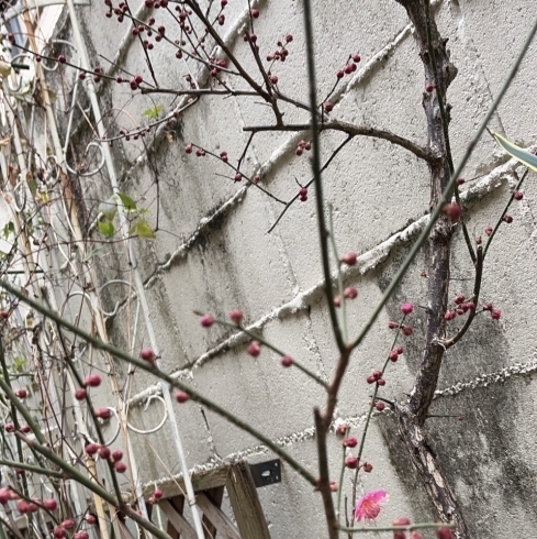 「寿樹の庭の梅の木が咲き始めました。」