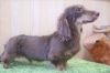 ベルゼダックス未成犬情報 Beruze Dachs ベルゼダックス のニュース まいぷれ 新居浜市