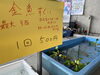 「新居浜市の産直市場銅夢キッチンで、金魚すくいチャレンジ！夏の思い出にいかがですか？」