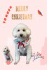 「Dog salon mofu mofu　余市町」