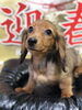 ダックス子犬「ミニチュアシュナウザー＆シーズー子犬」