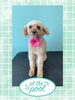 「Dog salon mofu mofu　余市町」