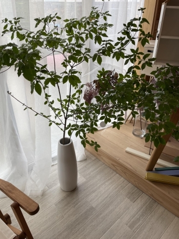 ドウダンツツジ 入荷 宮崎花屋 佐土原花屋 Arpatoaleのニュース まいぷれ 宮崎 ドウダンツツジ 入荷 宮崎花屋 佐土原花屋 Arpatoaleのニュース まいぷれ 宮崎