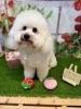 ビションフリーゼ　カット「🐶ペキニーズ、ビションフリーゼ、トリミングのお友達＆1日お預かりのお友達🍓」