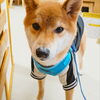 まるちゃん「今日のお友達」