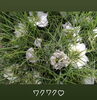ニゲラ！「ワクワク春の花」