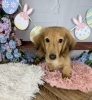 愛情いっぱい子犬「子犬をお探しの方へ♪春のイースターショット」