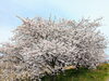「【西条市 三芳〜高田 付近】大明神川沿いの桜が満開です！」