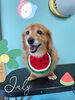「お友達♡ Dog salon mofu mofu 余市町」