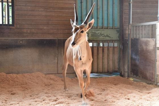 エランドがやってきました 愛媛県立とべ動物園のニュース まいぷれ 松山 伊予 東温 松前 砥部 エランドがやってきました 愛媛県立とべ動物園のニュース まいぷれ 松山 伊予 東温 松前 砥部