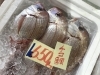 「魚魚市場鮮魚コーナーおすすめは「イサキ」です♪」
