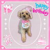 「Dog salon mofu mofu　余市町」