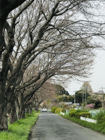 「桜開花🌸　続編」