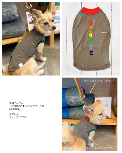GEORGE Tシャツ / outlast「愛犬を熱中症から守ってくれる、夏向けの洋服です。」
