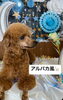 カット後　変身アルパカスタイル「アルパカさんに変身)^o^(」